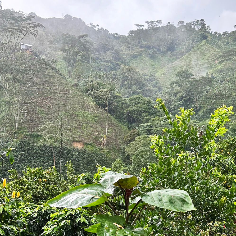 Challenges of Climate Change in the Coffee Industry